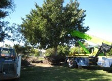 Kwikfynd Tree Management Services
garlandvalley